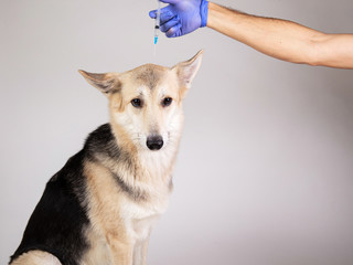 dog vaccination with a syringe on gray background