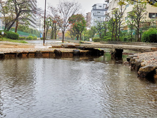 Fototapeta na wymiar Pond in the park on a rainy day