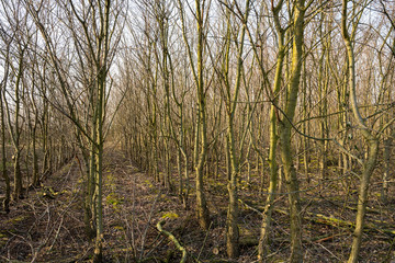 Im Waldlabor gibt es viele interessante Wald- und Pflanzenlandschaften mit interessanten Strukturen