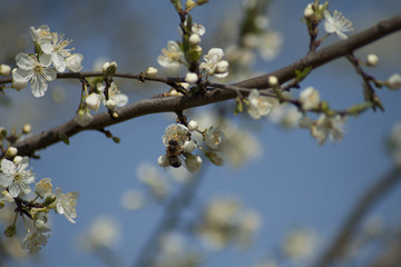 Honey bee pollinating spring flowers of fruit trees in the orchard.