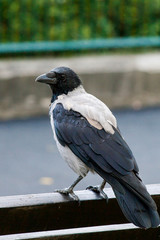 Hooded crow or Corvus cornix in the urban environment looking for food. Crow`s natural behavior influenced by human actions.