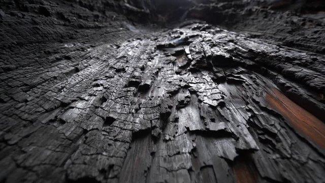 Burnt tree bark. Camera moves along charred sequoia tree in sequoia national park, USA. Natural disaster due to extreme heat and climate change
