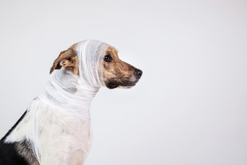 Black and white dog with bandage on his head on a white background