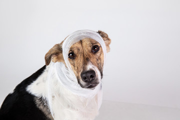 Black and white dog with bandage on his head on a white background