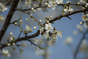 Honey bee pollinating spring flowers of fruit trees in the orchard.