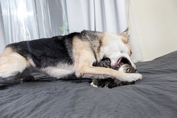 Angry dog fighting with scared cat at home