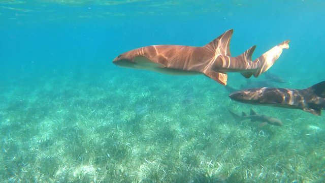 Snorkeling with a large number of nurse sharks off the coast of Belize 