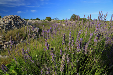 Lavender flowers in Brusje village on Hvar island, Croatia