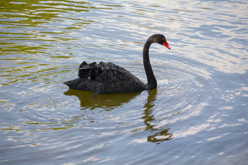 Beautiful black swan swims on the lake. Nature