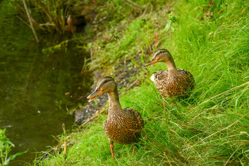 Two ducks by the river in the park