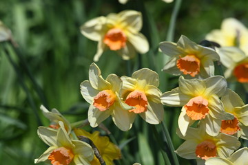 Naklejka premium Daffodils in the garden