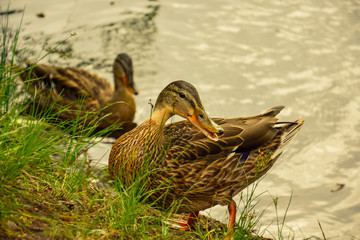 Two ducks by the river in the park