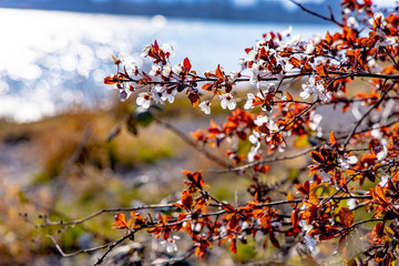 Frühlingsanfang in Konstanz am Bodensee