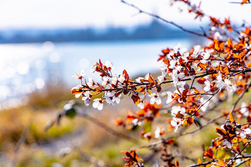 Frühlingsanfang in Konstanz am Bodensee