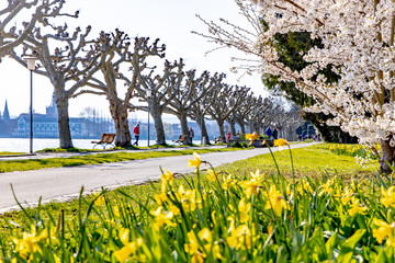 Osterglocken, Ostern, Frühlingsanfang in Konstanz am Bodensee