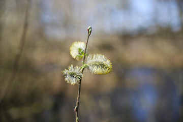 Hope and new beginning fresh start concept: close up of fluffy first buds of flowering plant in...