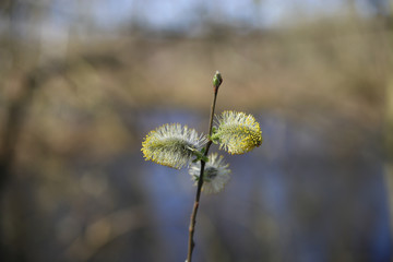 Hope and new beginning fresh start concept: close up of fluffy first buds of flowering plant in...