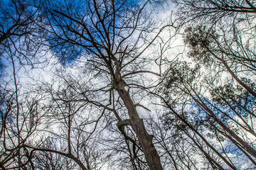 Trees in a forest seen upwards against a blue sky with some white clouds	