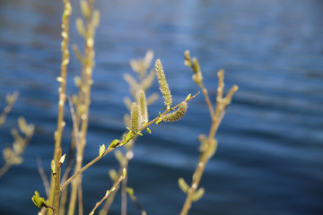 Close up of isolated first fluffy buds catkins of sitka burnet wildflower (sanguisorba canadensis) against blurred lake in springtime - Germany