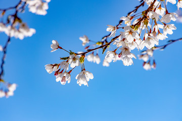 Frühlingsanfang, Kirschbaum unter blauem Himmel