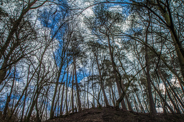 Trees in a forest seen upwards against a blue sky with some white clouds	