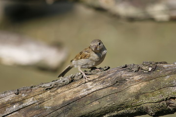 House sparrow or Passer domesticus in nature environment. Sparrow searching for food in winter...