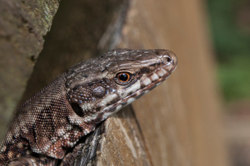 Sand lizard or Lacerta agilis close up shot. Head of the lizard looking out from the wooden hideout. Reptile near lake in Slovenia.