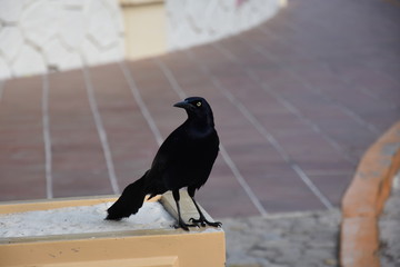 Blackbird in Cancun