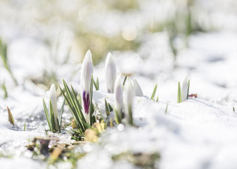 spring flowers crocuses in the snow