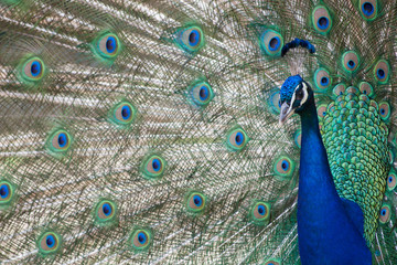 Obraz premium Common peafowl or peacock. Male peacock is showing off his beautiful colorful feathers.