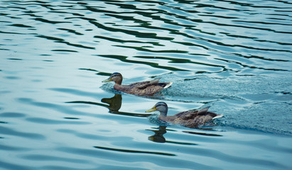 Two ducks swim in the water