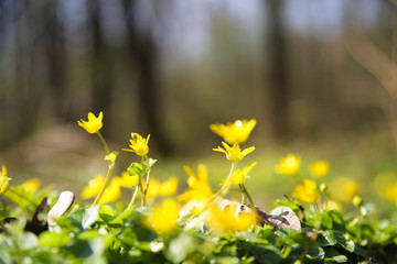 First spots of colour in forest in spring: Closeup of yellow buttercup flowers (ranunculus) with blurred trees background (focus on two blossoms in center)