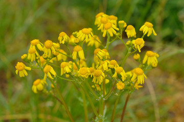 Jakobs-Greiskraut (Senecio jacobaea)