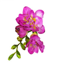 Fototapeta na wymiar Pink and yellow freesia flower and buds