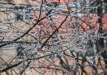 Freezing rain on the branches with red buds