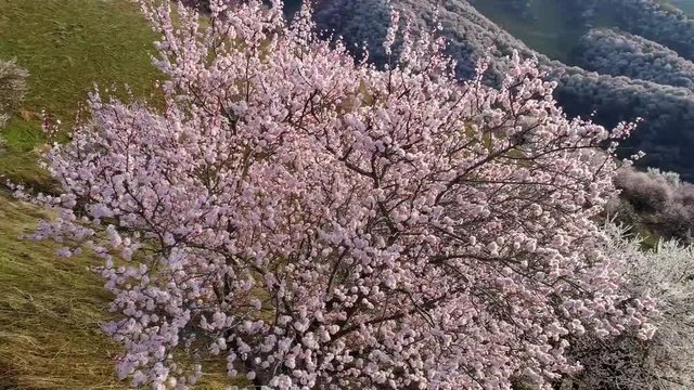 Closeup of an apricot tree with pink flowers in spring sunlight; rotating lens 