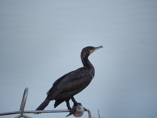 ave color negro, cuello largo y pico en forma de gancho, lerida, españa, europa