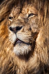 Lion in South Africa