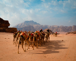 Camels in Wadi Rum desert 