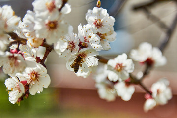 Bee flying from flower to apricot flower
