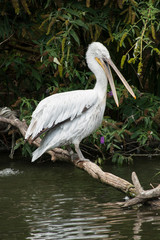 Great white pelican or Pelecanus onocrotalus in his cleaning routine. Shot in the water while washing with other pelicans in the background.