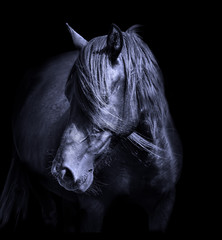 Horse head on black background