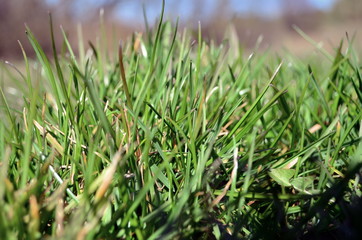 green young grass in spring
