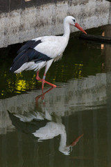 Ciconia ciconia or white stork searching for food in the water. Beautiful bird with reflection on the water surface.