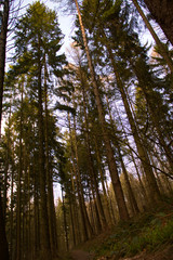ein paar Bäume im Wald