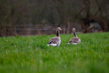 zwei Gänse auf einer Wiese