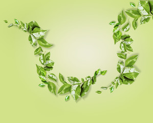 Frame of leaves at light green background. Beautiful  hanging climbing plants branches . Nature....