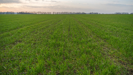 green field and sun at sunset