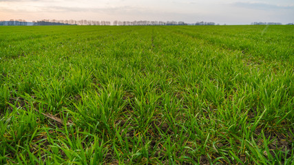 green field and sun at sunset