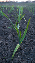 young garlic grows on the ground